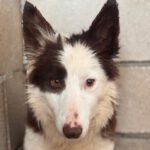 Border Collie Siri, 07/2024, ca. 50 cm