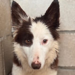 Border Collie Siri, 07/2024, ca. 50 cm