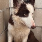 Border Collie Siri, 07/2024, ca. 50 cm