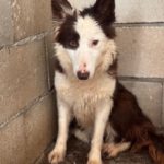 Border Collie Siri, 07/2024, ca. 50 cm