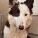 Border Collie Siri, 07/2024, ca. 50 cm