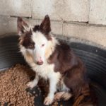 Border Collie Siri, 07/2024, ca. 50 cm