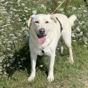 Labrador Mastin Mischling Snowy,01/2020, ca. 65 cm