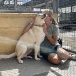 Labrador Mastin Mischling Snowy,01/2020, ca. 65 cm