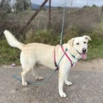 Labrador Mastin Mischling Snowy,01/2020, ca. 65 cm