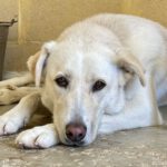 Labrador Mastin Mischling Snowy,01/2020, ca. 65 cm