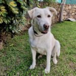 Labrador Mastin Mischling Snowy,01/2020, ca. 65 cm