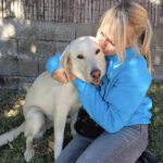 Labrador Mastin Mischling Snowy,01/2020, ca. 65 cm