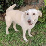 Labrador Mastin Mischling Snowy,01/2020, ca. 65 cm