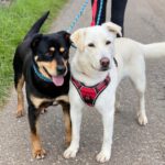 Labrador Mastin Mischling Snowy,01/2020, ca. 65 cm