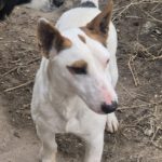 Mischling Spike, 01/2021, ca. 32 cm