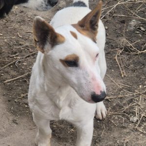 Mischling Spike, 01/2021, ca. 32 cm