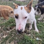 Mischling Spike, 01/2021, ca. 32 cm