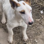 Mischling Spike, 01/2021, ca. 32 cm