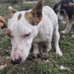 Mischling Spike, 01/2021, ca. 32 cm