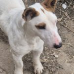 Mischling Spike, 01/2021, ca. 32 cm