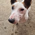 Mischling Spike, 01/2021, ca. 32 cm