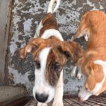 Mastin Mischling Swantje, 08/2025 , Endgröße ca. 55 cm