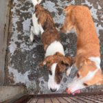 Mastin Mischling Swantje, 08/2025 , Endgröße ca. 55 cm