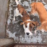 Mastin Mischling Swantje, 08/2025 , Endgröße ca. 55 cm