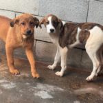 Mastin Mischling Swantje, 08/2025 , Endgröße ca. 55 cm