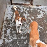 Mastin Mischling Swantje, 08/2025 , Endgröße ca. 55 cm