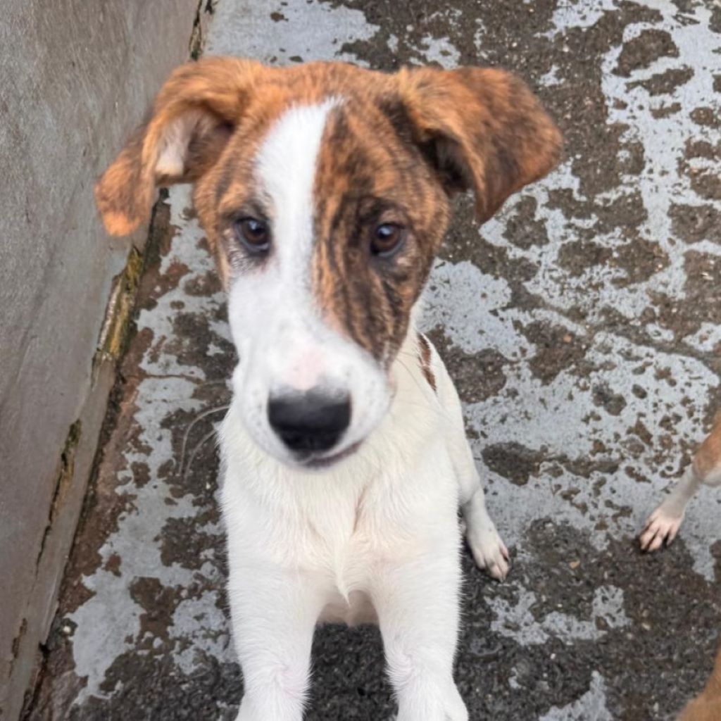 Mastin Mischling Swantje, 08/2025 , Endgröße ca. 50 cm