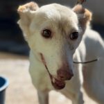 Podenco Tacha, 08/2014, ca. 40 cm