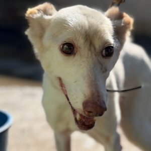 Podenco Tacha, 08/2014, ca. 40 cm
