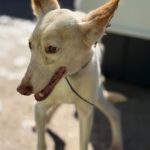 Podenco Tacha, 08/2014, ca. 40 cm