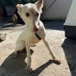 Podenco Tacha, 08/2014, ca. 40 cm