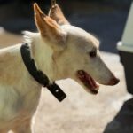 Podenco Tacha, 08/2014, ca. 40 cm