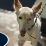 Podenco Tacha, 08/2014, ca. 40 cm