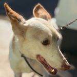 Podenco Tacha, 08/2014, ca. 40 cm