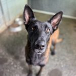 Malinois (Mischling) Taiga, 01/2024, ca. 65 cm