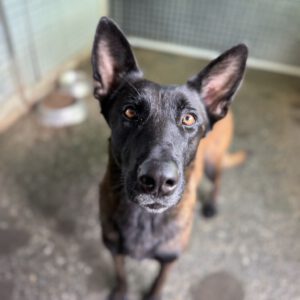 Malinois (Mischling) Taiga, 01/2024, ca. 65 cm