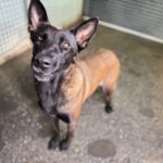 Malinois (Mischling) Taiga, 01/2024, ca. 65 cm