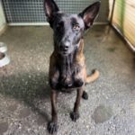 Malinois (Mischling) Taiga, 01/2024, ca. 65 cm