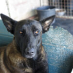 Malinois (Mischling) Taiga, 01/2024, ca. 65 cm