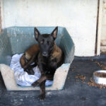 Malinois (Mischling) Taiga, 01/2024, ca. 65 cm