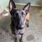 Malinois (Mischling) Taiga, 01/2024, ca. 65 cm