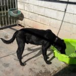 Labrador Tango, 05/2024, Endgröße ca. 60 cm