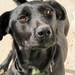 Labrador Tango, 05/2024, Endgröße ca. 60 cm