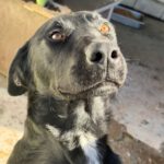 Labrador Tango, 05/2024, Endgröße ca. 60 cm