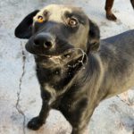 Labrador Tango, 05/2024, Endgröße ca. 60 cm