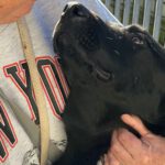 Labrador Tango, 05/2024, Endgröße ca. 60 cm