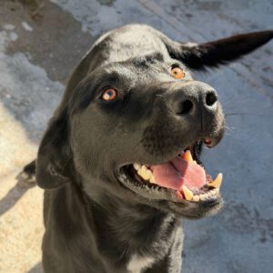 Labrador Tango, 05/2024, Endgröße ca. 60 cm