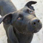 Labrador Tango, 05/2024, Endgröße ca. 60 cm