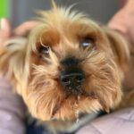 Yorkshireterrier Terry, 02/2018, ca. 25 cm