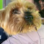 Yorkshireterrier Terry, 02/2018, ca. 25 cm